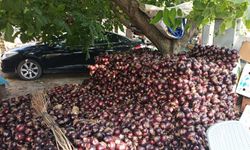 Kapıdağ mor soğanında hasat tamamlandı