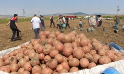 Amasya’da patates hasadı başladı: Rekolte beklentisi yüksek