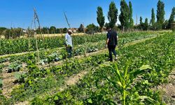 Afyonkarahisar'da sebze tarlalarında denetimler sürüyor