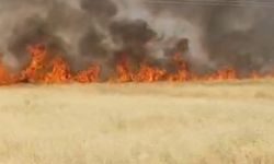Şanlıurfa'da 45 dönüm ekili alan küle döndü