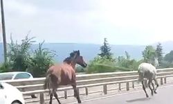 İnegöl'de başıboş atlar trafiği birbirine kattı