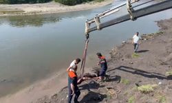 Ardahan'da bataklığa saplanan atın imdadına ekipler yetişti