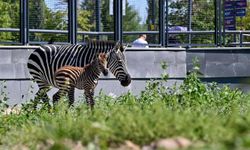 Atatürk Çocukları Parkı'nda zebra ailesi büyüdü