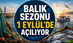 Balık sezonu 1 Eylül'de açılıyor: Hangi balıklar var?