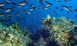 Türkiye’de bir ilk: Fethiye-Kaş ve Kuzey Ege deniz milli parkı ilan edildi