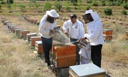 Erzincan’da 1200 arıcı, 110 bin kovanla bal üretiyor