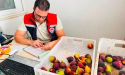 Taze incirde ethephon denetimi sıklaştırıldı