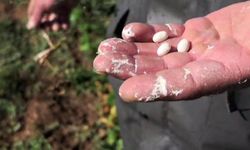 Meşhur İspir şeker fasulyesinde hasat başlıyor