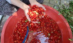 Adana'da kızılcık şerbeti mesaisi başladı