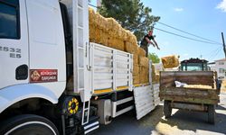 Manda yetiştiricilerine yüzde 100 hibeli yem desteği