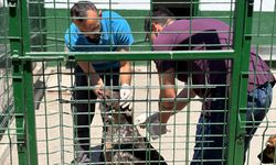 Sincan’da sahipsiz hayvanlara kapsamlı bakım
