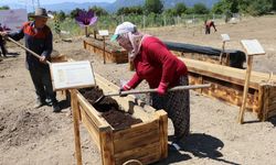 Safranbolu safranını korumak için 7 farklı AR-GE projesi geliştirildi