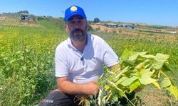 Bursa’da şeker fasulye bereketi: Köylünün yüzü gülüyor