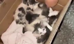 Aç ve susuz bırakılan yavru kediler için mahalleli harekete geçti