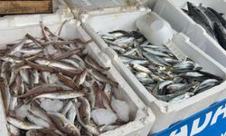 Deniz suyu soğudu, balık tezgahları doldu