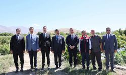 Erzincan’da coğrafi işaretli Cimin üzümünde hasat başladı