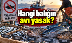 Hangi balığın avı yasak? Yeni kurallar açıklandı