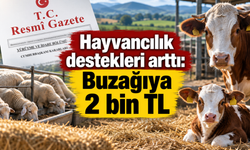 Hayvancılık destekleri arttı: Buzağıya 2 bin TL