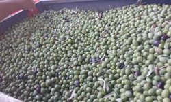Mut’ta zeytin sezonu başladı: Fiyatlar 60 liraya kadar çıkıyor