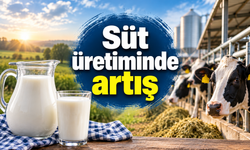 Süt üretiminde yıllık artış yüzde 4,4 oldu