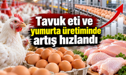 Tavuk eti ve yumurta üretiminde artış hızlandı