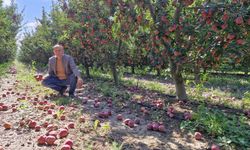 Elma bollaştı, fiyatlar düştü