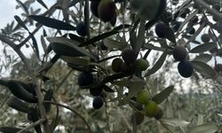 Bursa'da 290 bin ton zeytin rekoltesi bekleniyor