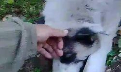 Bursa'da tuzağa yakalanan sokak köpeği kurtarıldı
