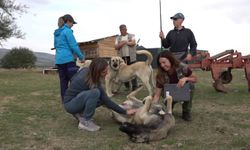 İtalyan uzmanlar Türk çoban köpeklerine hayran kaldı