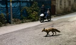 Bayburt'ta kedi ile tilkinin yemek kavgası kamerada