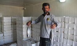 Karadeniz'de palamut bolluğu: Hamsi için korkutan uyarı