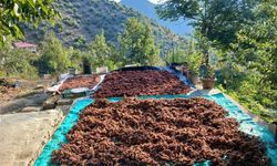 Kahramanmaraş Andırın’da sumak mesaisi başladı