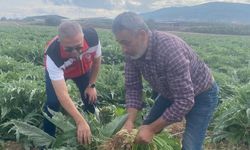 Aydın'ın coğrafi işaretli enginarında ilk hasat bekleniyor