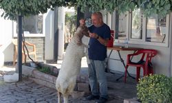Bekçi ile kuzunun arasındaki bağ görenleri şaşırtıyor