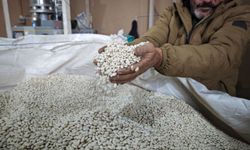 Bitlis, kuru fasulye tohumunda Türkiye'nin zirvesinde