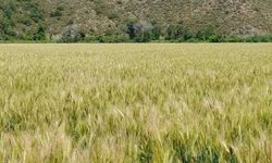 Muğla Dalaman'da 2 bin 500 ton sertifikalı buğday tohumu üretildi
