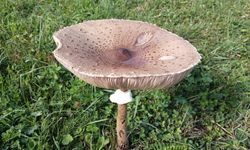 Uzmanından doğa mantarları için zehirlenme uyarısı