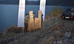 Antalya’dan getirilen yaban keçileri Nemrut’a bırakıldı