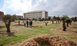 Nysa'nın tarihi zeytin ağaçları ADÜ kampüsüne hayat verecek