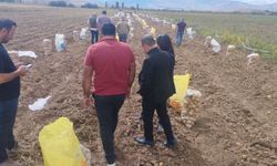 Tercan’da kışlık patates hasadı başladı