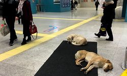 Köpekler ısınmak için Marmaray'a sığındı
