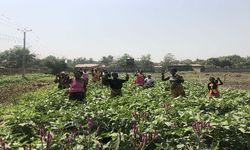 TİKA'dan Gineli kadınlara tarım alanında istihdam