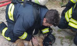 Dumandan zehirlenen iki köpek kalp masajı ile yaşama döndürüldü