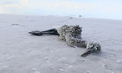 Tuz Gölü'nde flamingoların esrarengiz ölümü dikkat çekiyor