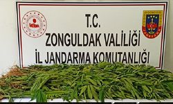 Zonguldak'ta 143 kök kenevir ele geçirildi