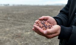 Macar Fiğ tohumu için rekor başvuru