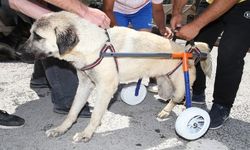Gölbaşı Belediyesinden engelli sokak hayvanlarına yaşam desteği