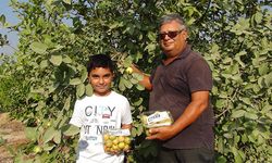 Meyvelerin kralı ve kraliçesi 'guava'nın hasadına başlandı