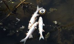 Antalya'da deredeki balık ölümlerinde kimyasal madde ihtimali
