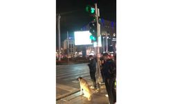 Sokak köpeği yolun karşısına geçmek için yeşil ışığı bekledi